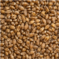 Infinity Foods Organic Wheat Grain