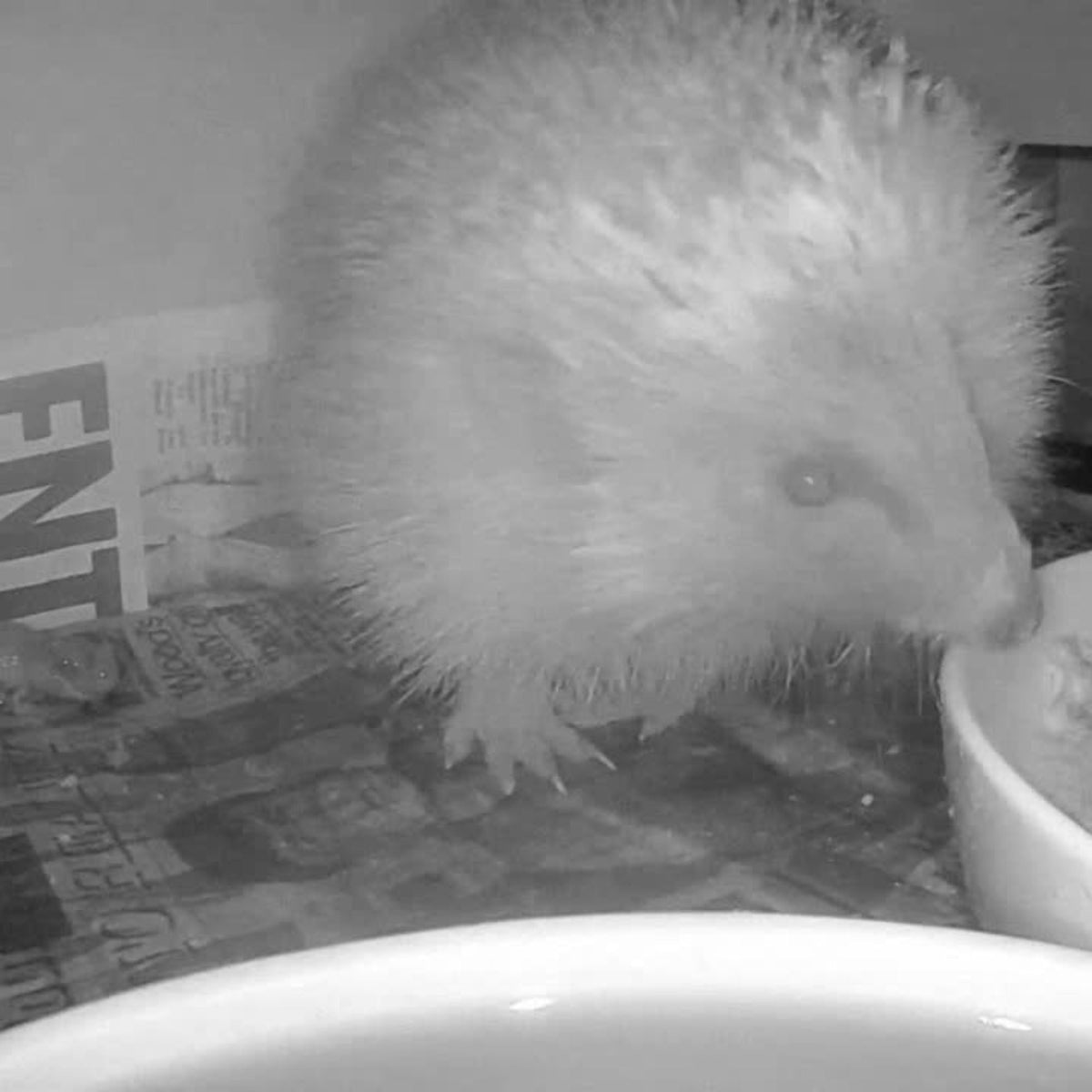 Cable Connection Hedgehog TV Camera Pack