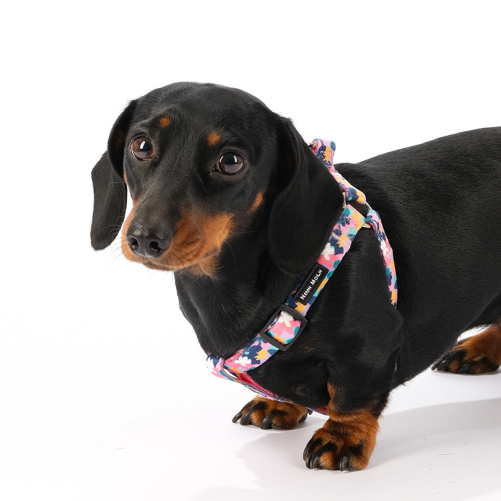 The Luna Step-In Harness