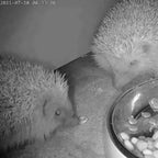 4MP 25fps Wired Network Hedgehog Box HD Camera Pack (2nd Gen)