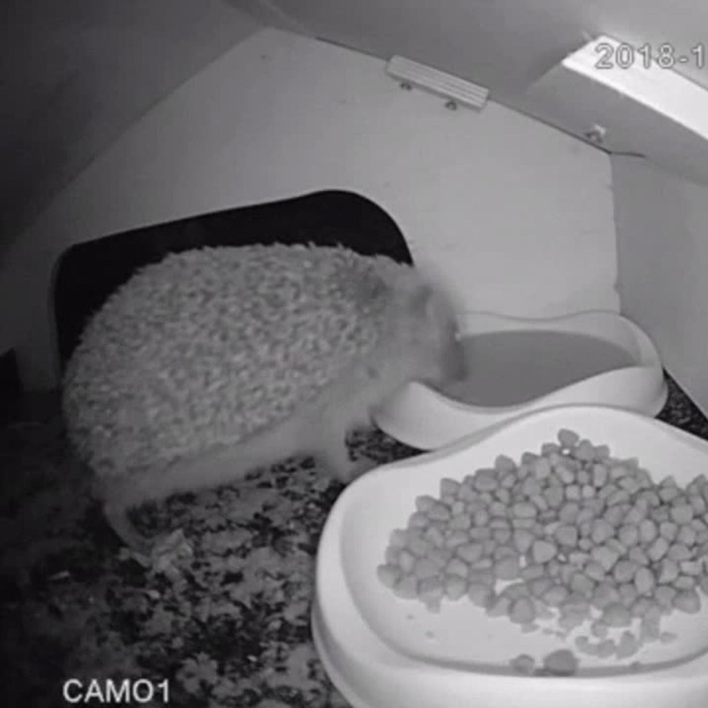 WiFi Hedgehog Box HD Camera Pack