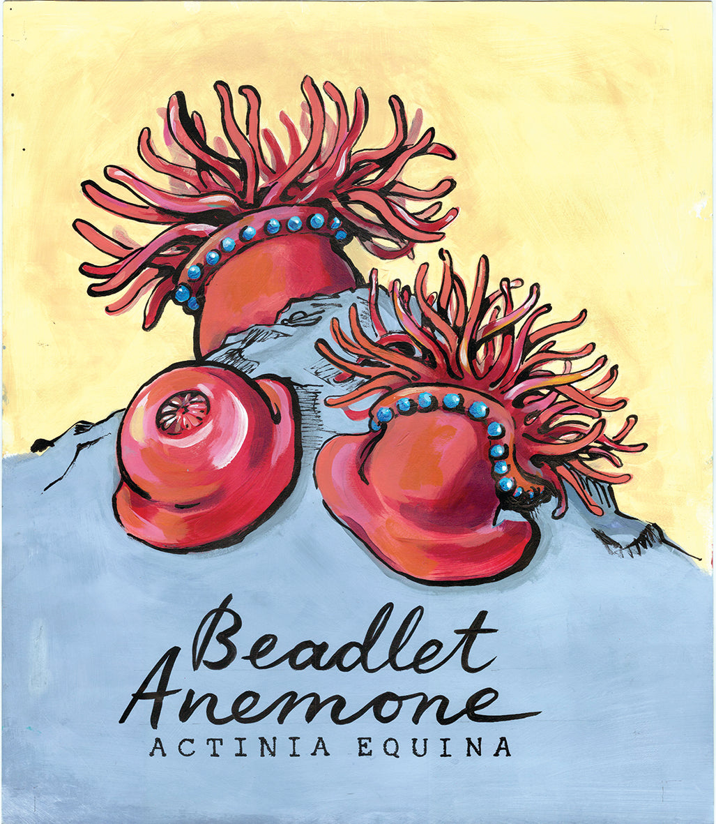 Beadlet Anenome  - Cornish Sea LIfe Series - Giclée Print