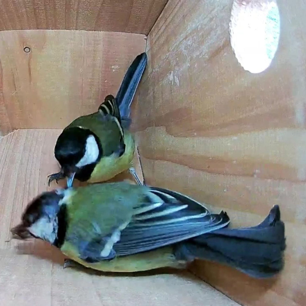 WiFi Side View Bird Box Starter Pack