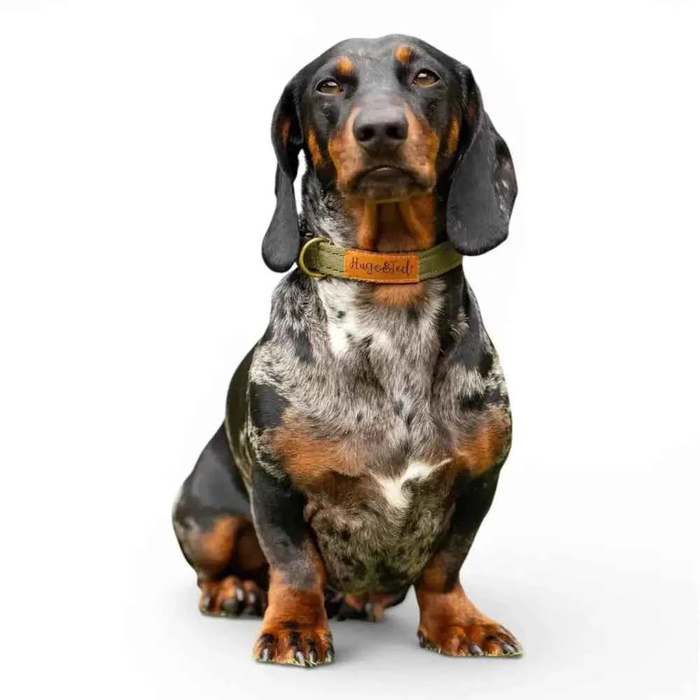 Waterproof Dog Collars - Core Collection